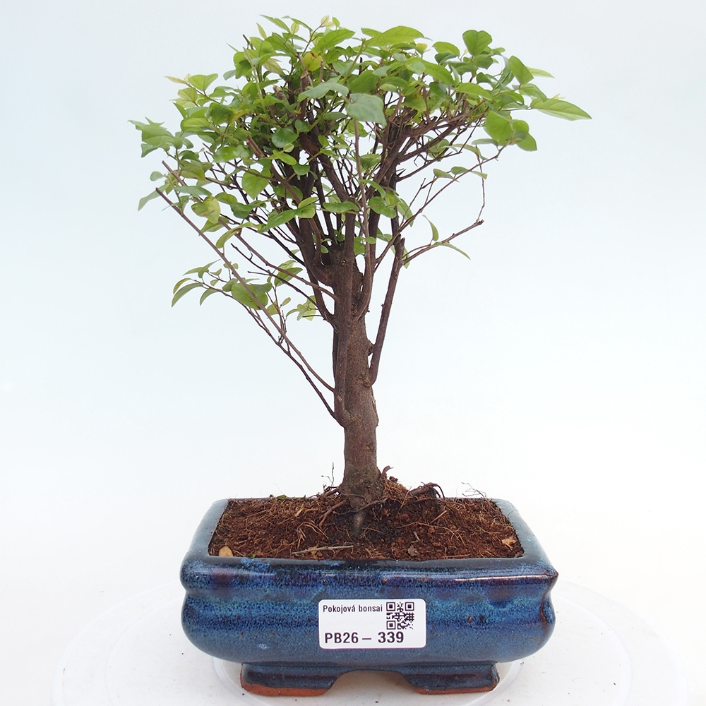 Camera bonsai - Sageretia thea - Sageretia thea