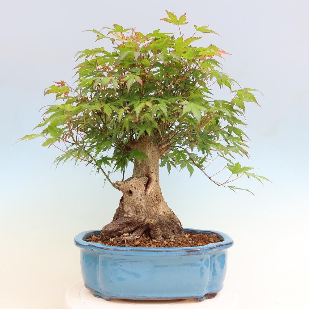 Bonsai da esterno - Acero Burger - Acer Burgerianum