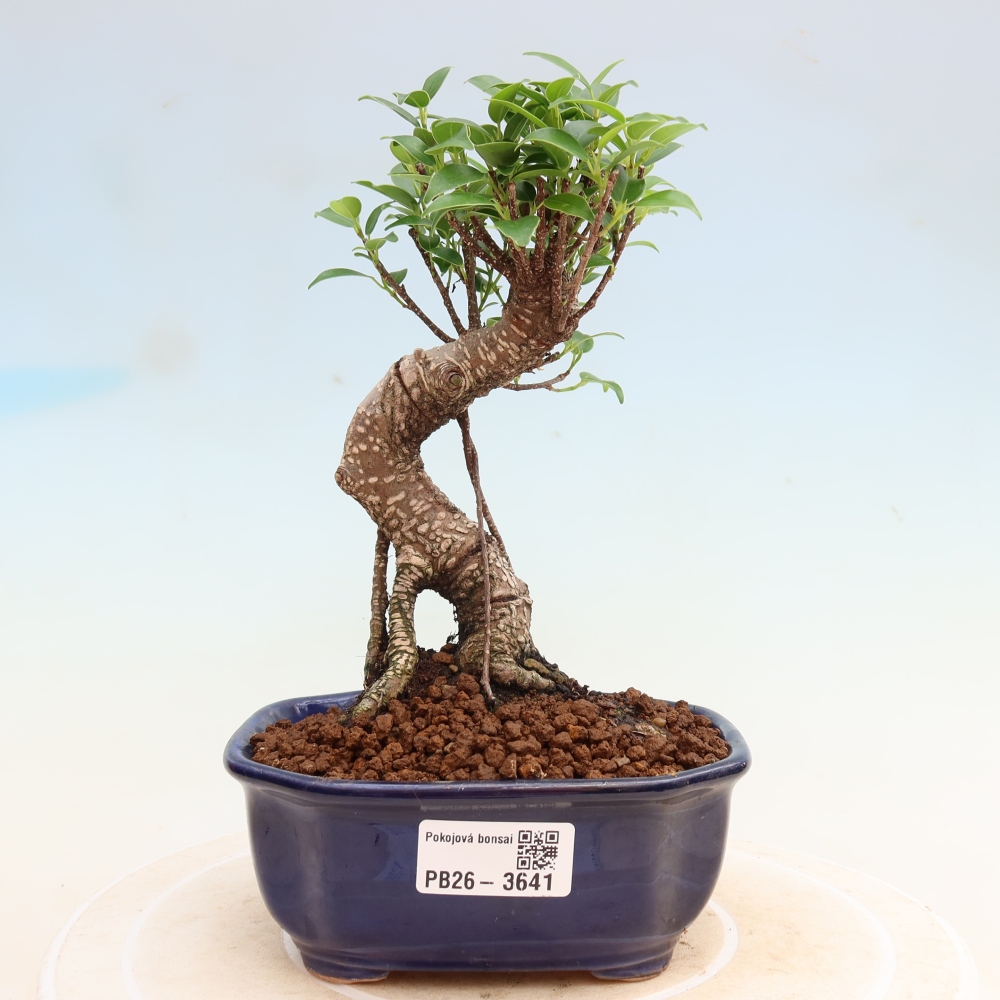 Camera bonsai - Ficus kimmen - ficus a foglie piccole