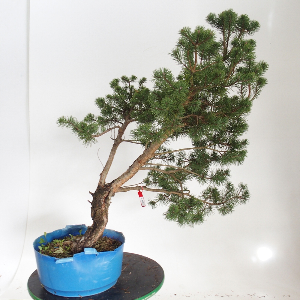 Yamadori - Pinus sylvestris Spagna