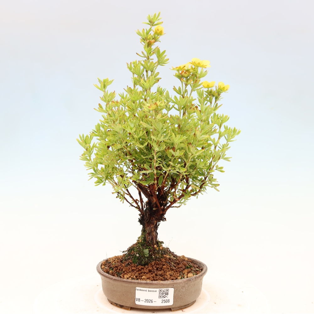 Bonsai da esterno - Potentila fruticosa