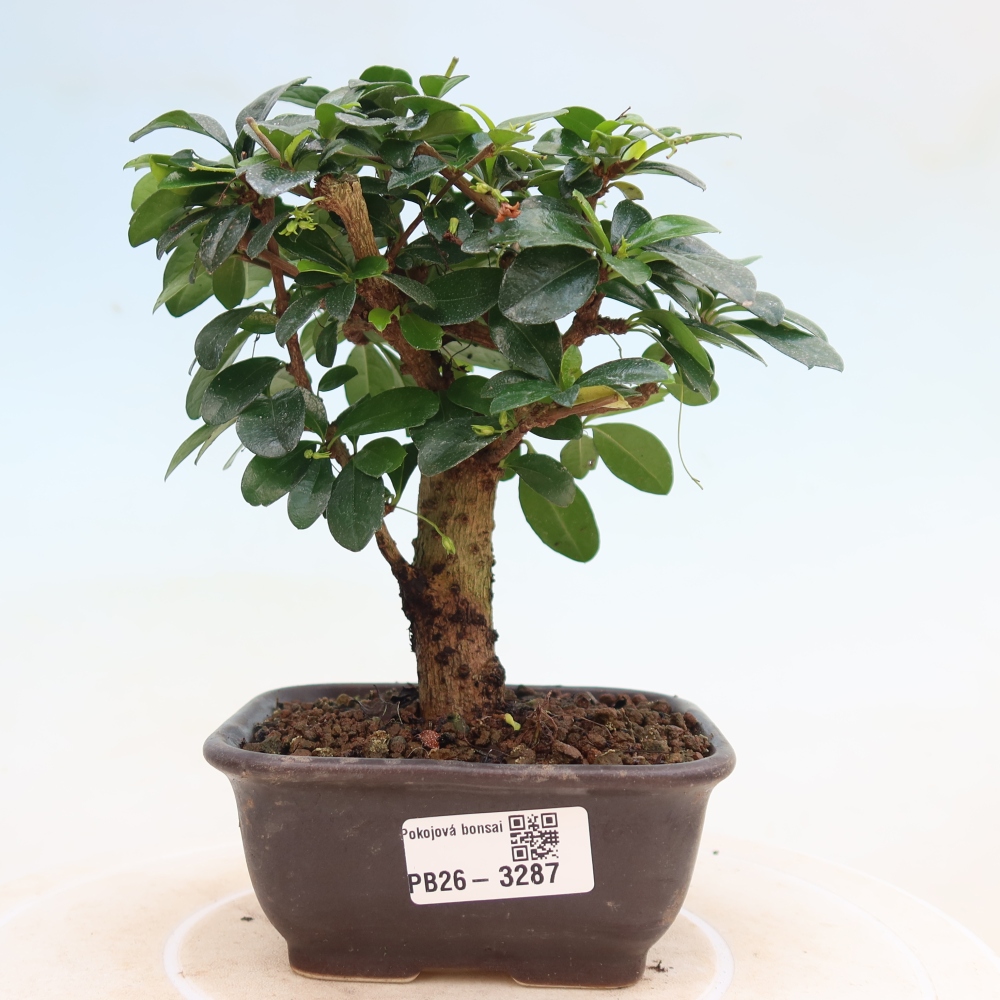 Camera bonsai - Carmona macrophylla - Tea fuki