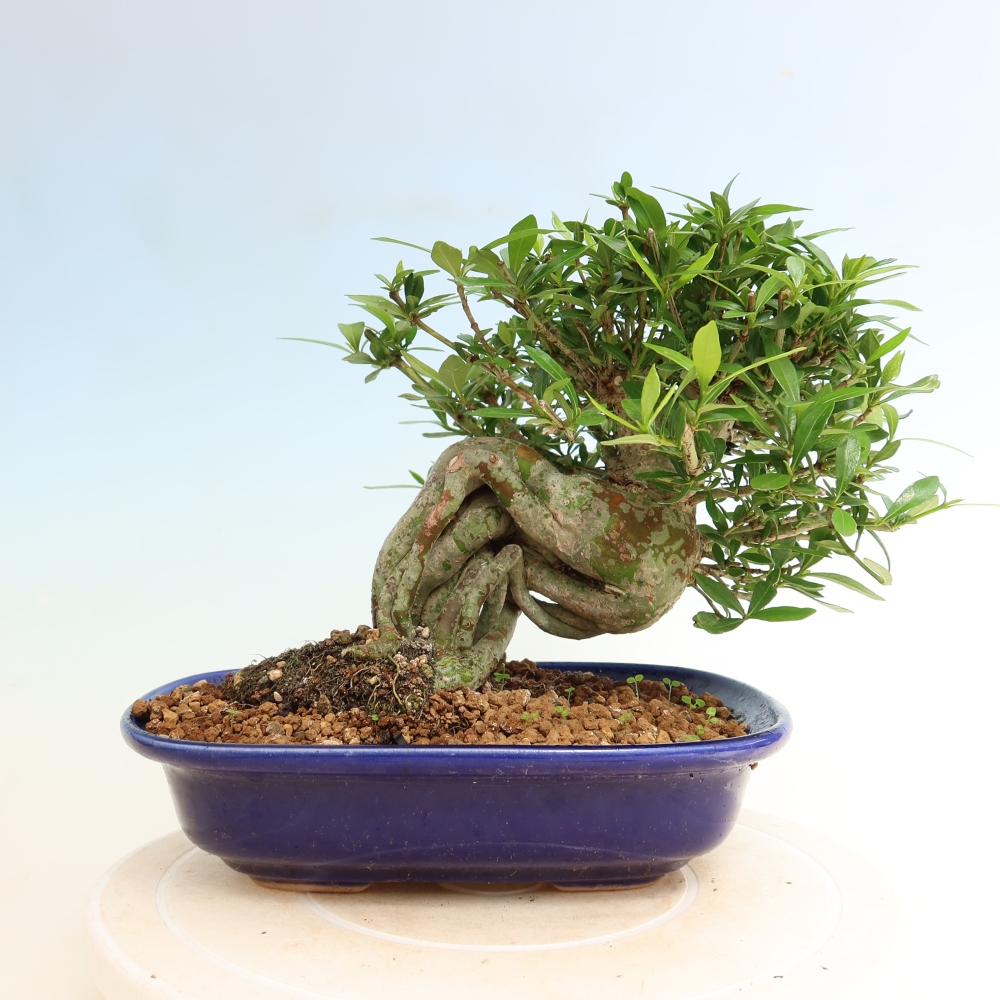 Camera bonsai - Gardenia jasminoides-Gardenia