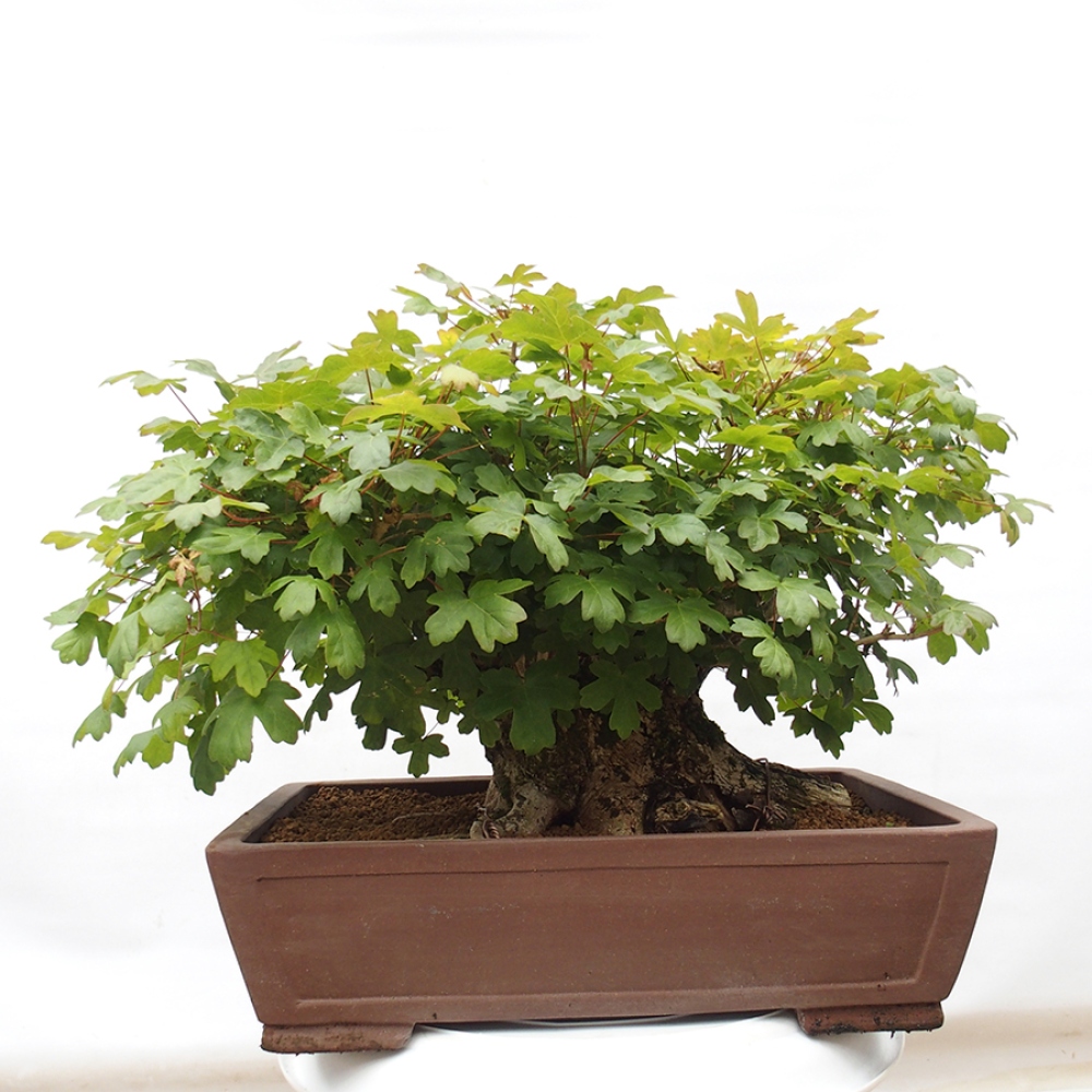 Bonsai da esterno -Javor babyka - Acer campestre