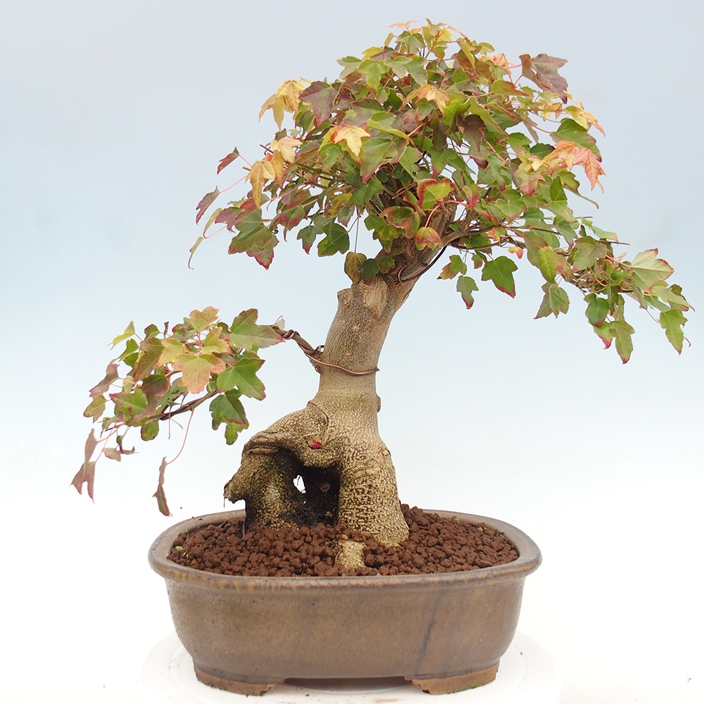Bonsai da esterno - Acer Buergerianum - Acero di Burger