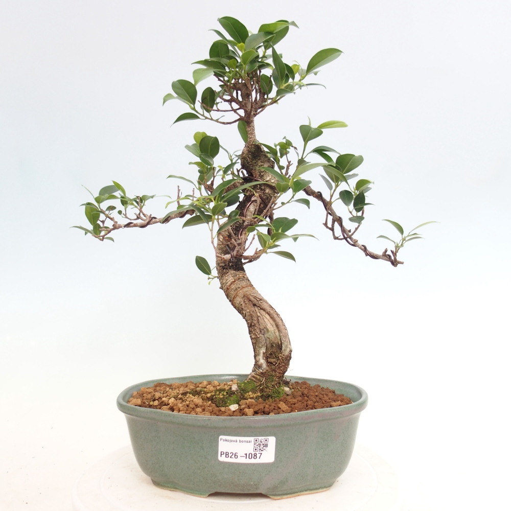 Camera bonsai - Ficus retusa - ficus a foglie piccole