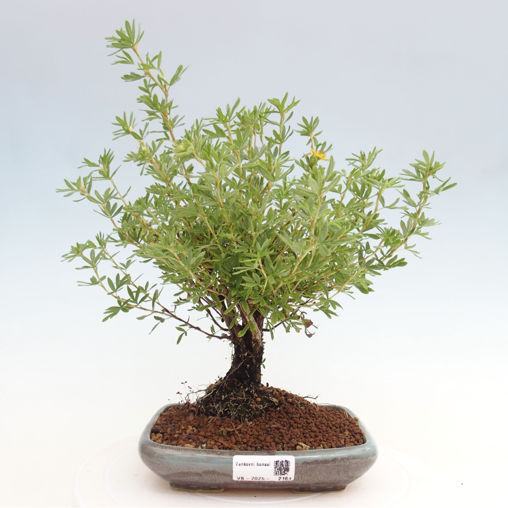 Bonsai da esterno - Potentila fruticosa yellow Bird