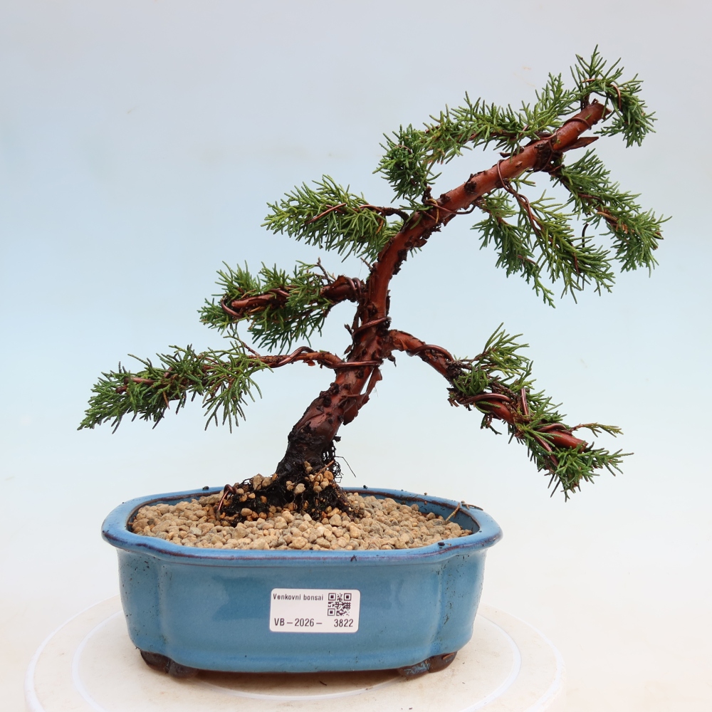Bonsai da esterno - Juniperus chinensis Kishu