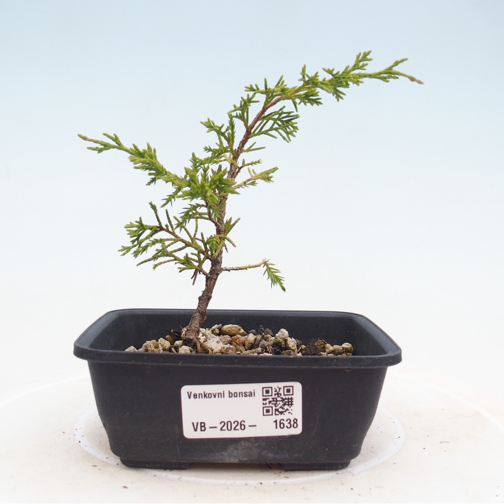 Bonsai da esterno - Juniperus chinensis Itoigawa