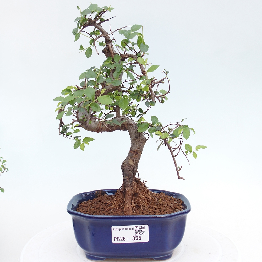 Camera bonsai - Ulmus parvifolia - Olmo a foglie piccole