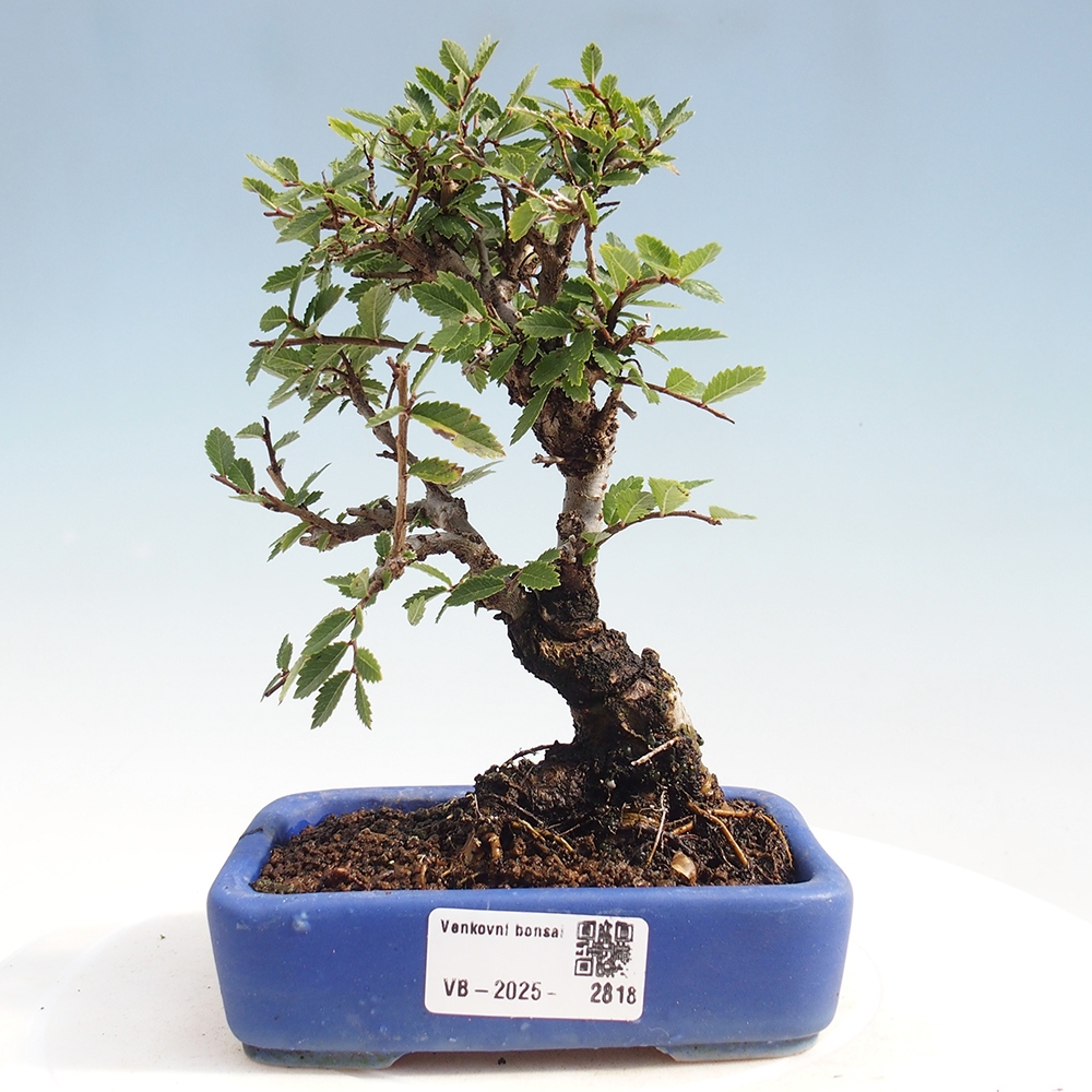 Bonsai da esterno - Zelkova - Zelkova NIRE