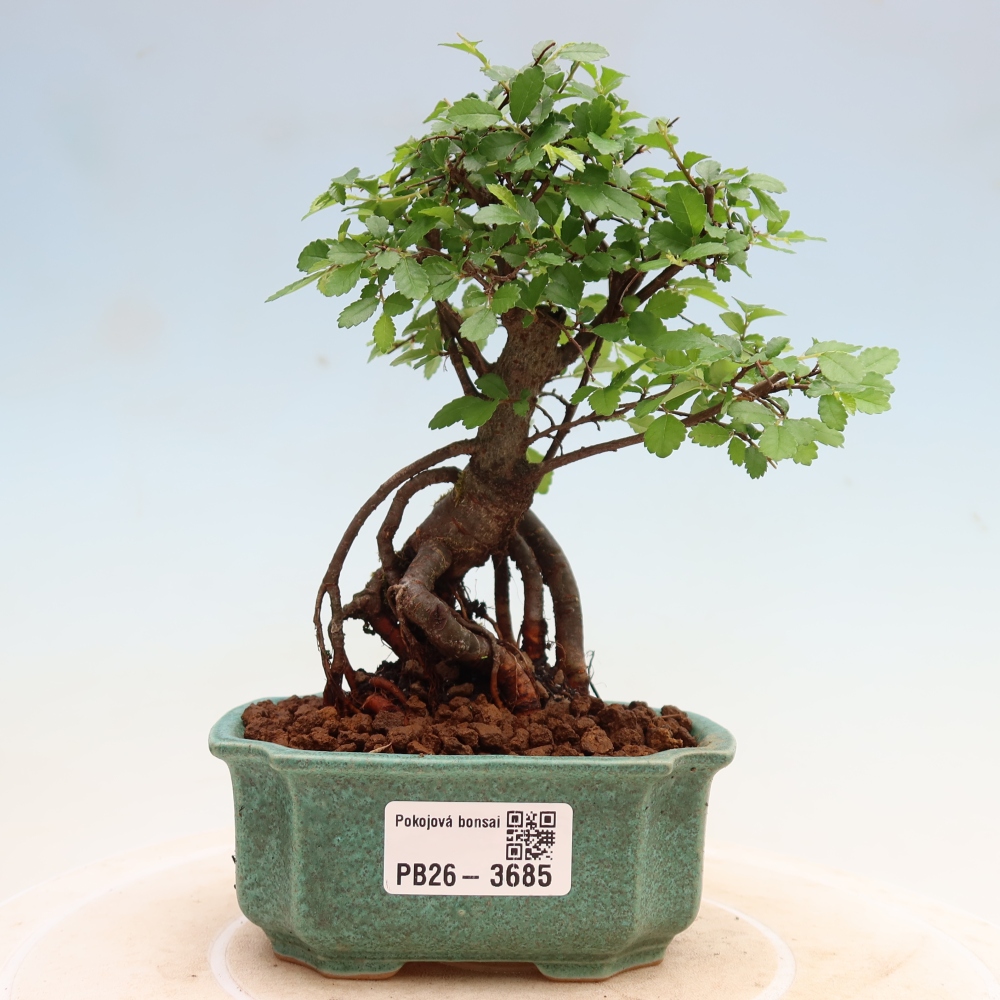 Camera bonsai - Ulmus parvifolia - Olmo a foglie piccole