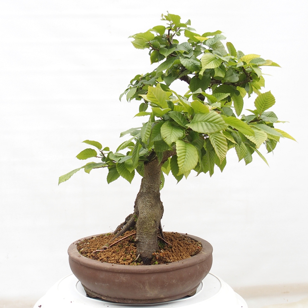 Bonsai da esterno - Carpino - Carpinus betulus