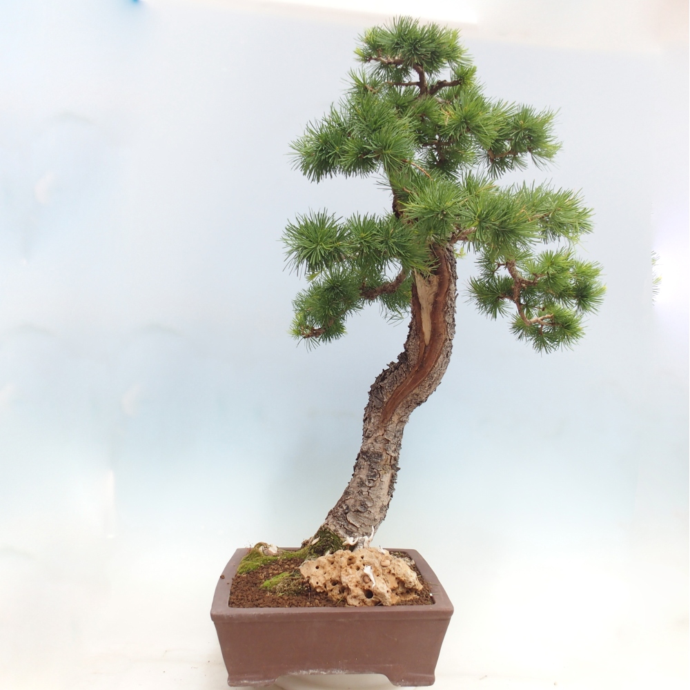 Bonsai da esterno -Larix decidua - Larice