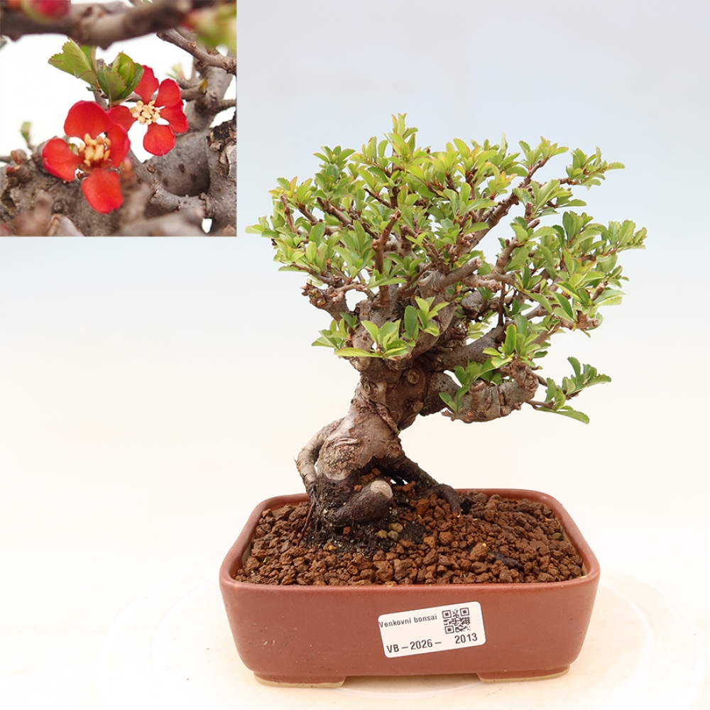 Bonsai da esterno - Chaneomeles speciosa Chojubai