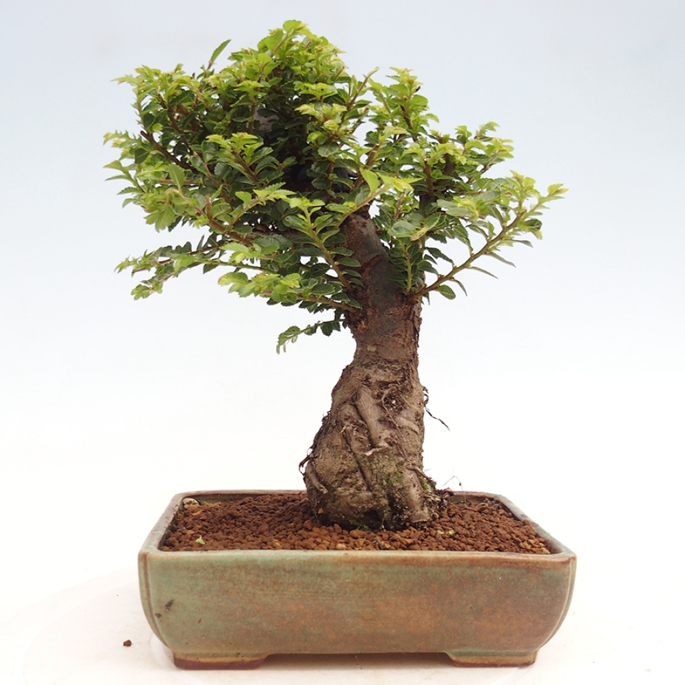 Bonsai da esterno - Ulmus parvifolia Hokkaido - Olmo cinese