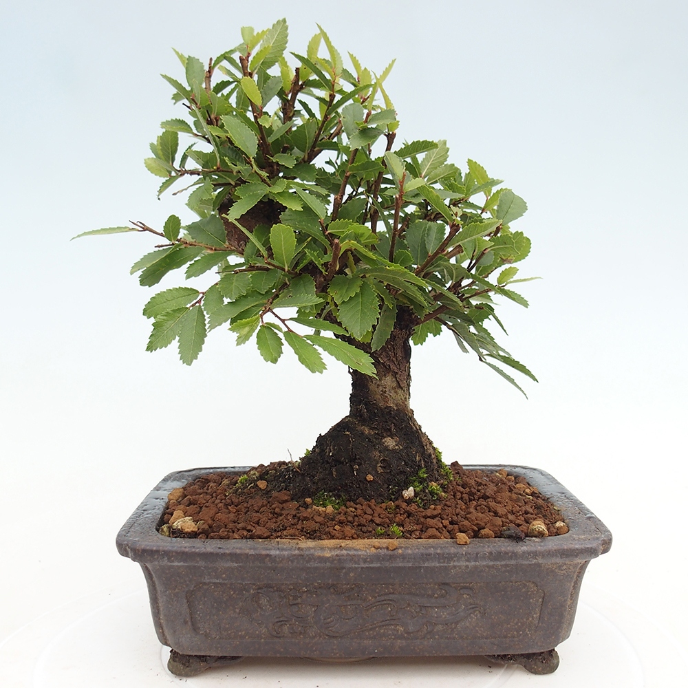 Bonsai da esterno - Zelkova - Zelkova NIRE