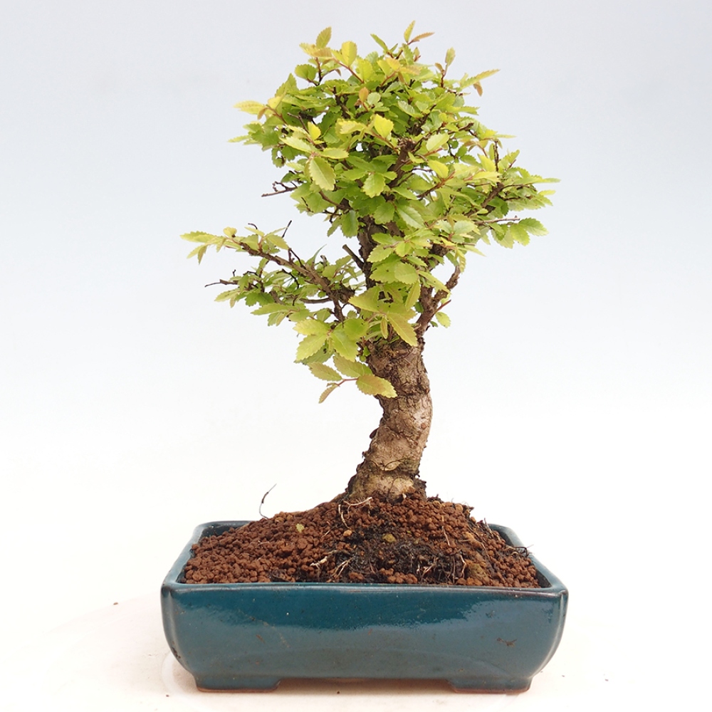 Bonsai da esterno - Zelkova - Zelkova NIRE