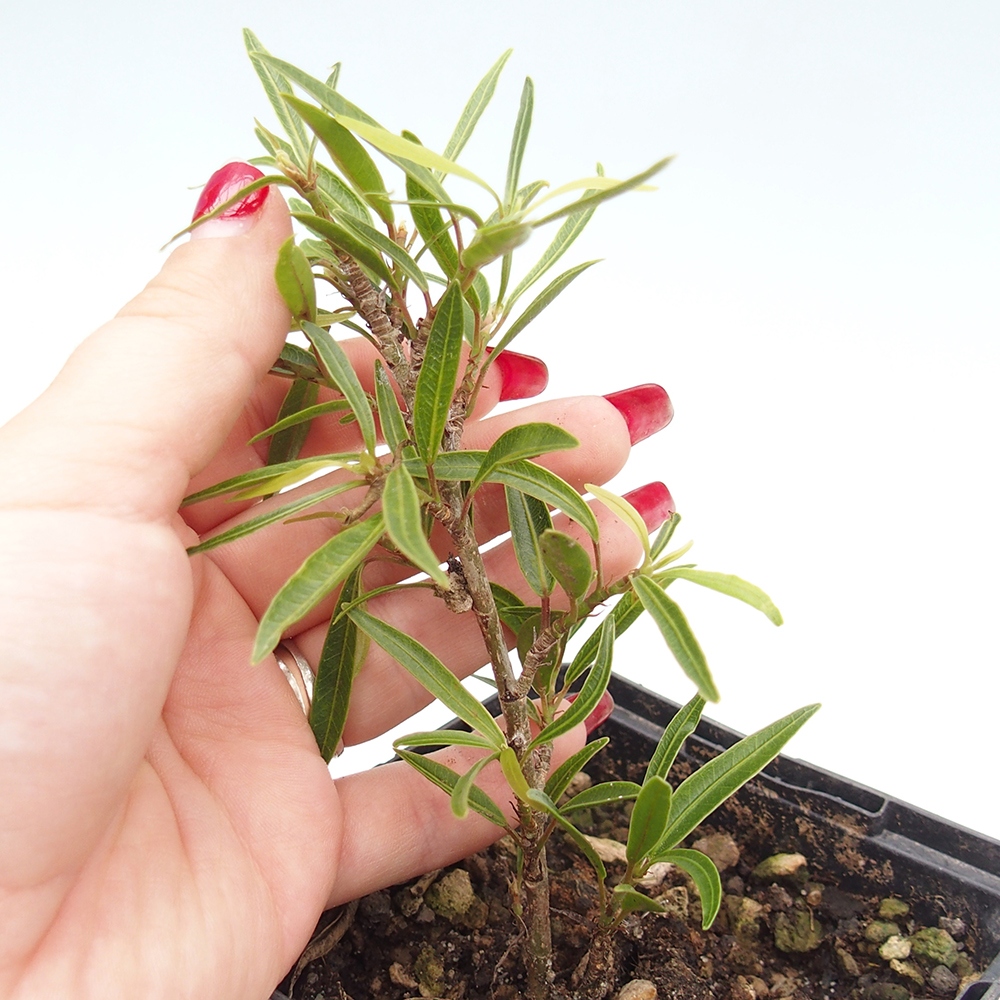 Camera bonsai - Ficus nerifolia - ficus a foglie piccole in contenitore