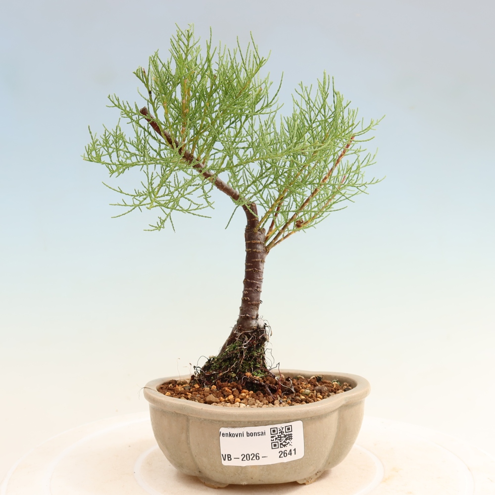 Bonsai da esterno - Tamarisco - Tamarix