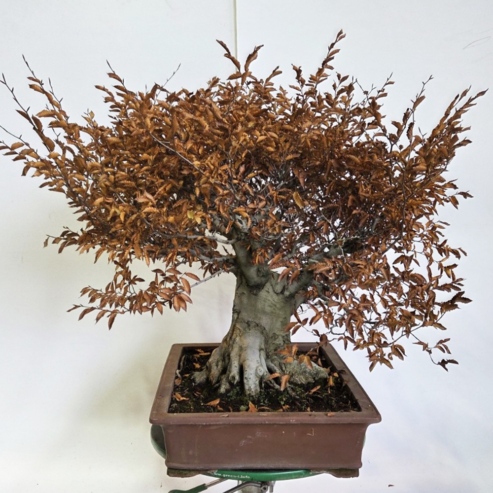 Bonsai da esterno - Fagus crenata