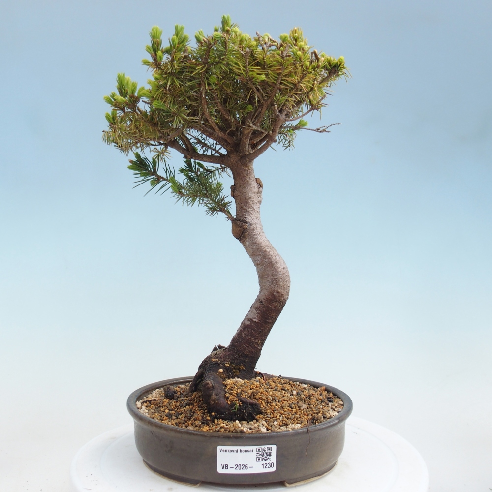 Bonsai da esterno - Abete rosso - Picea glauca globo