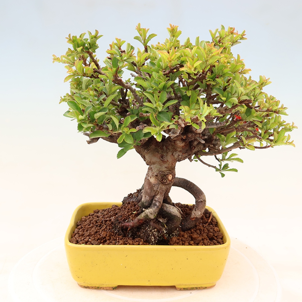 Bonsai da esterno - Chaneomeles speciosa Chojubai