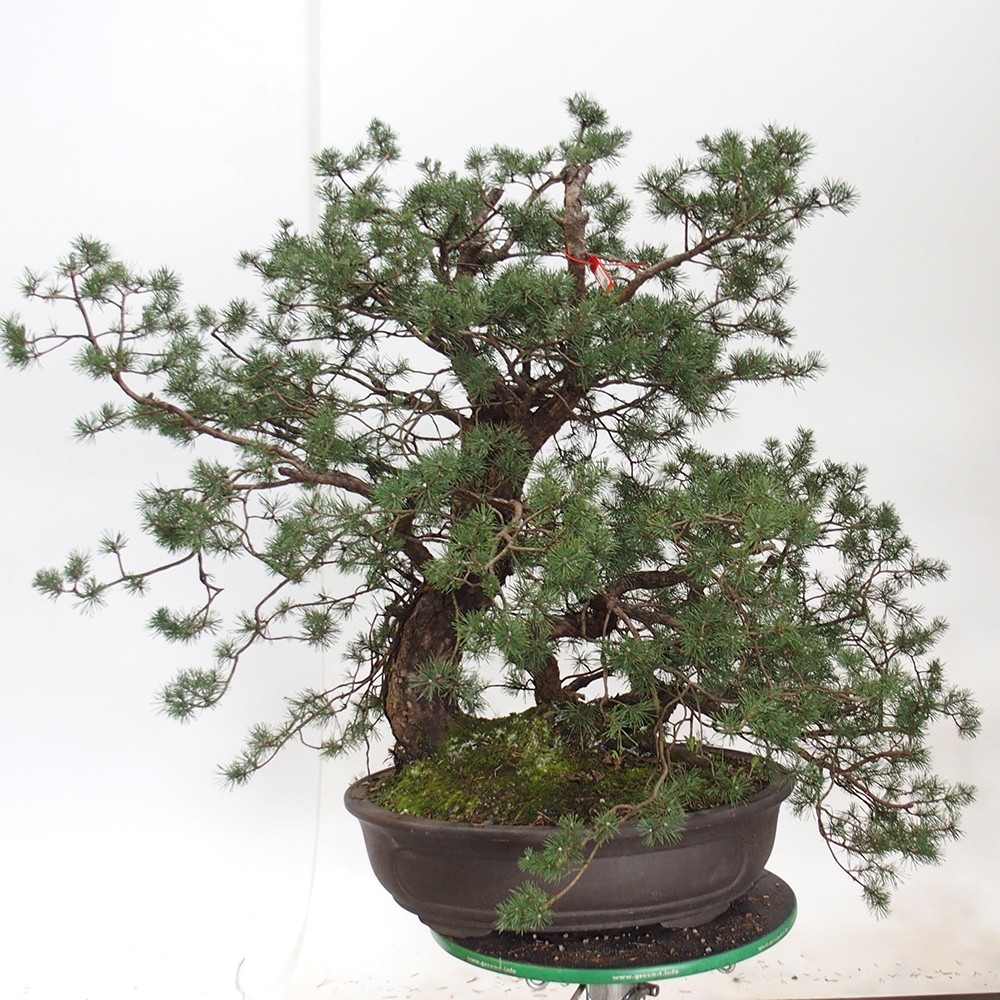 Yamadori - Pinus sylvestris Spagna