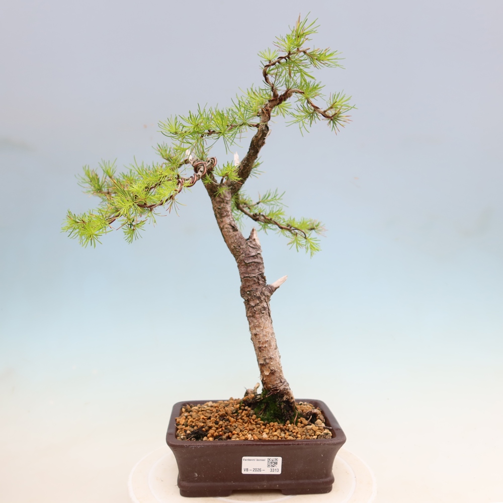 Bonsai da esterno -Larix decidua - Larice