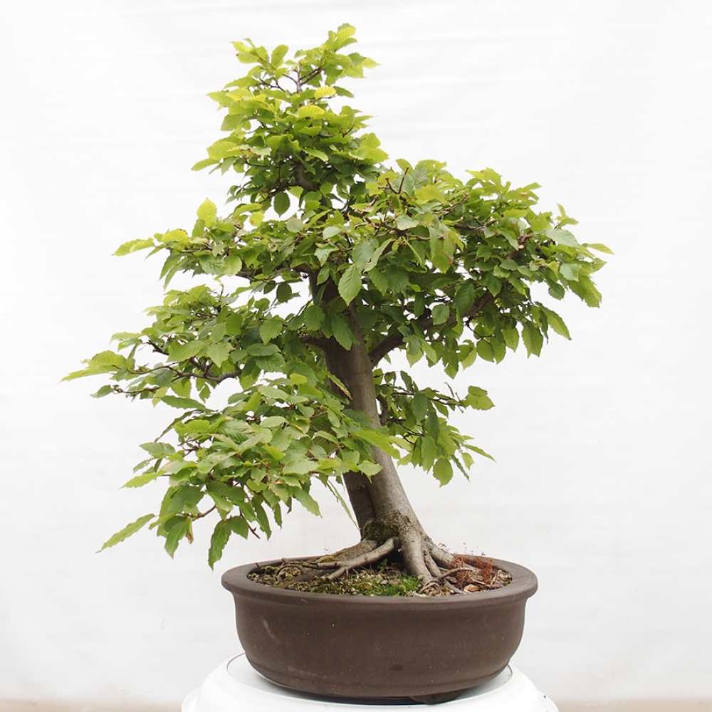Bonsai da esterno - Carpino - Carpinus betulus