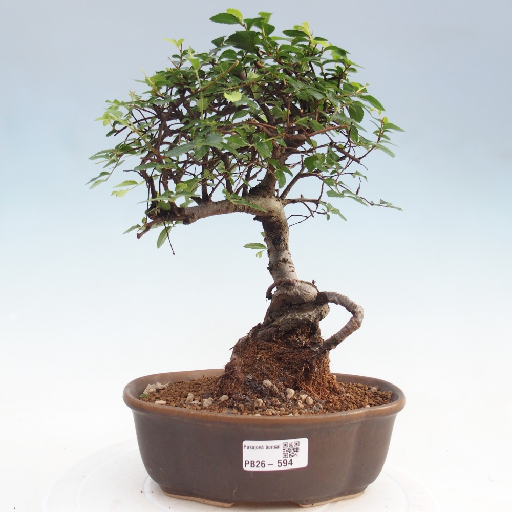 Camera bonsai - Ulmus parvifolia - Olmo a foglie piccole