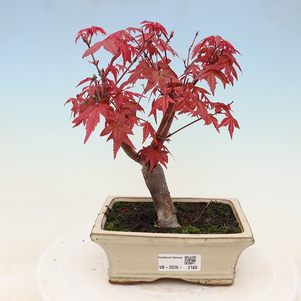 Bonsai da esterno - Acer palmatum DESHOJO