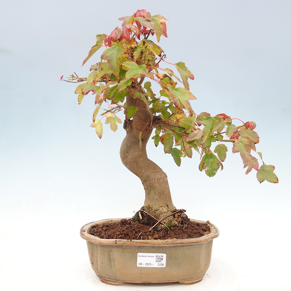 Bonsai da esterno - Acer Buergerianum - Acero di Burger