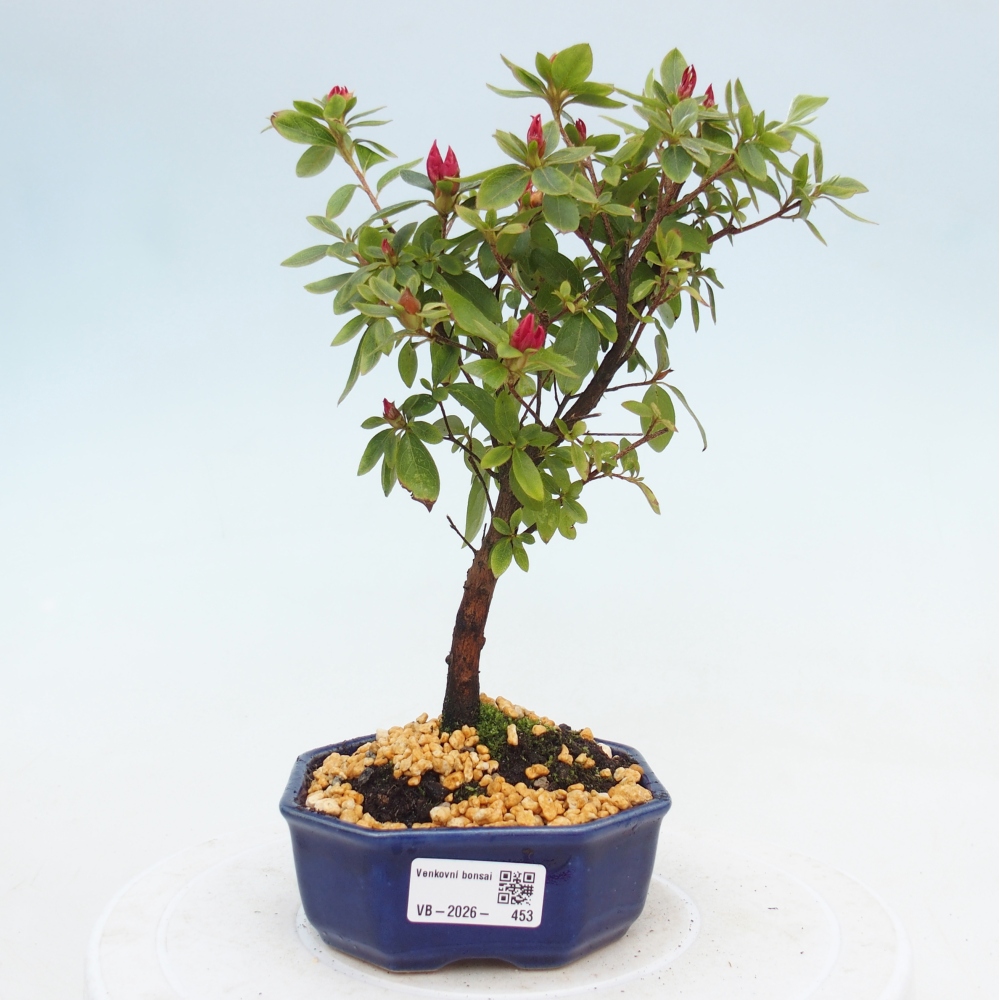 Bonsai da esterno - Azalea giapponese - Azalea sp.
