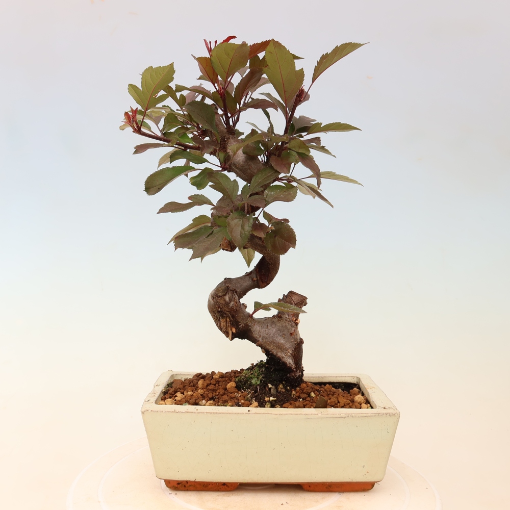 Bonsai da esterno -Malus domestica - Melo a piccoli frutti a foglie rosse