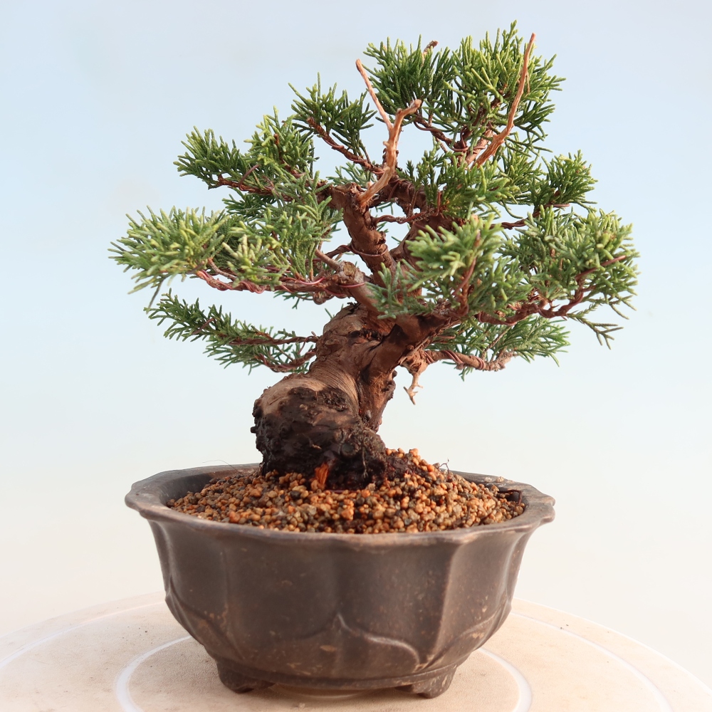 Bonsai da esterno - Juniperus chinensis Itoigawa