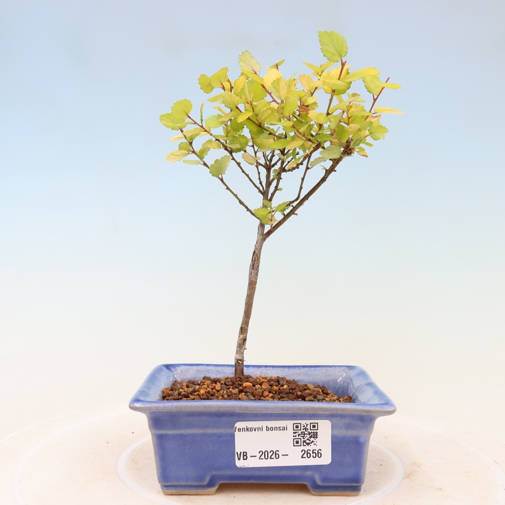 Bonsai da esterno - betulla nana - Betula NANA Golden Treasure