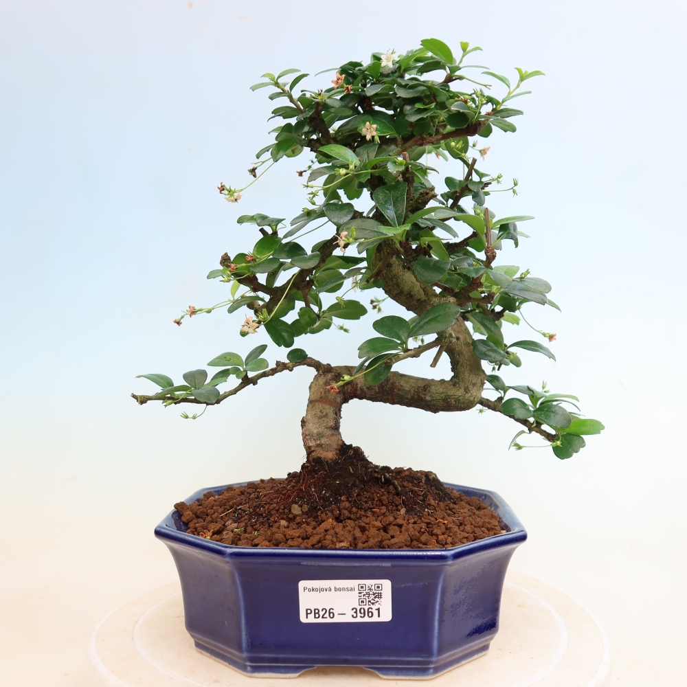 Camera bonsai - Carmona macrophylla - Tea fuki