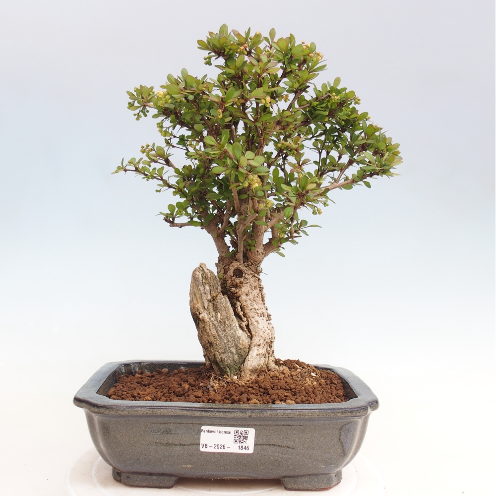Bonsai da esterno - Berberis coreana