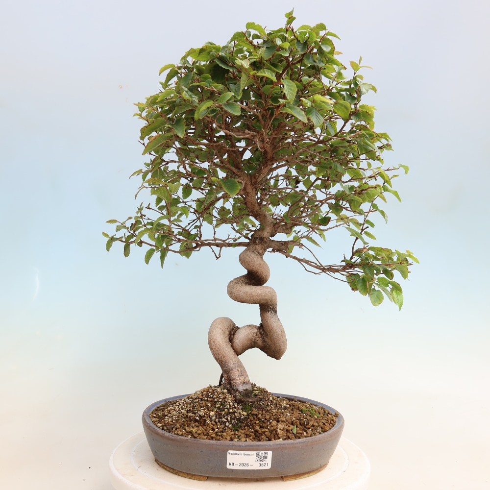 Bonsai da esterno -Carpinus CARPINOIDES - Carpino coreano