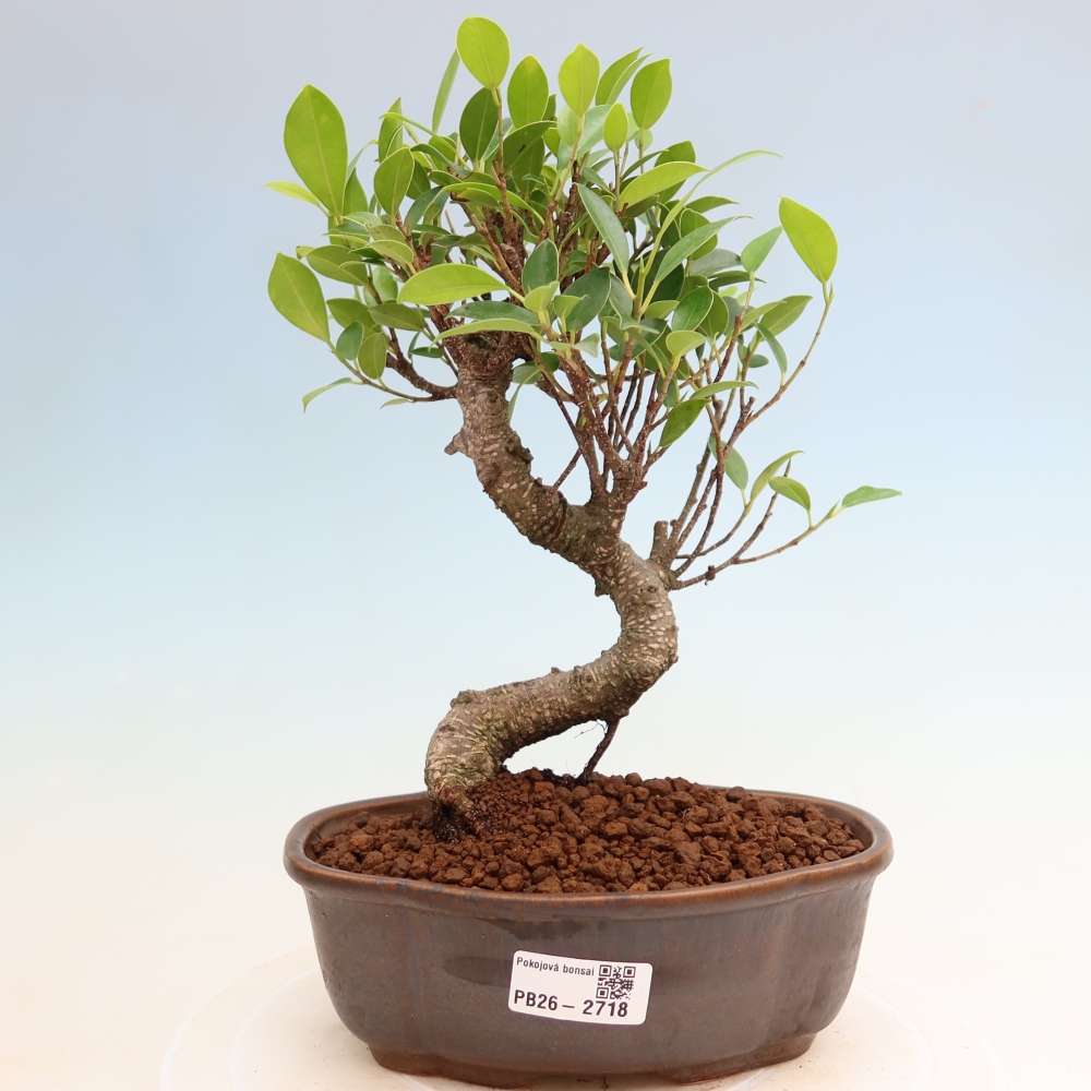 Camera bonsai - Ficus kimmen - ficus a foglie piccole
