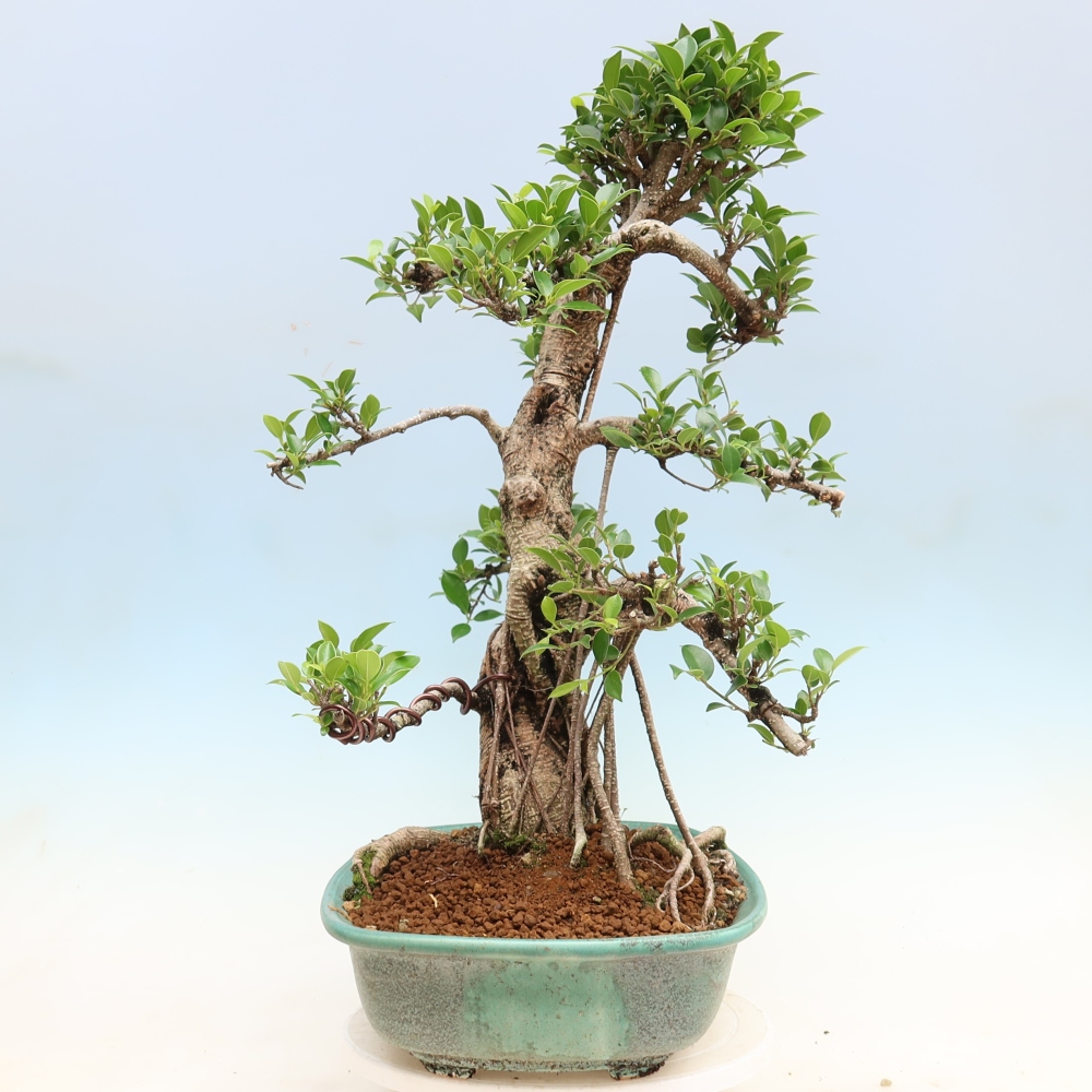 Camera bonsai - Ficus kimmen - ficus a foglie piccole