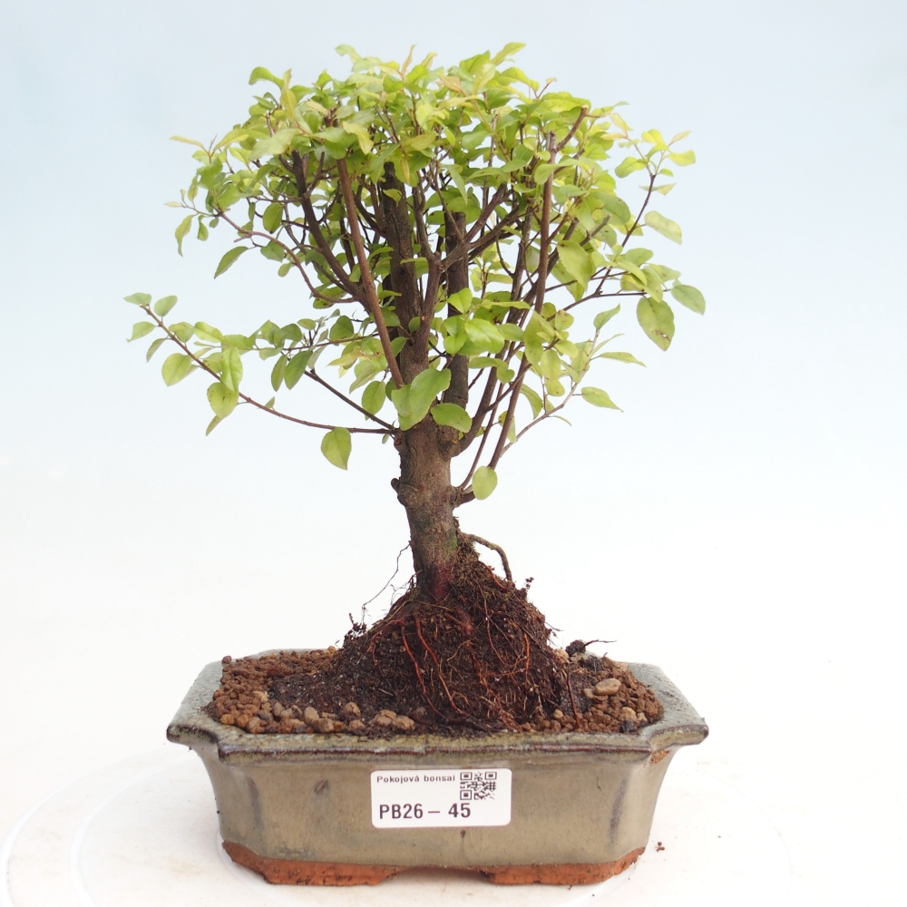Camera bonsai - Sageretia thea - Sageretia thea