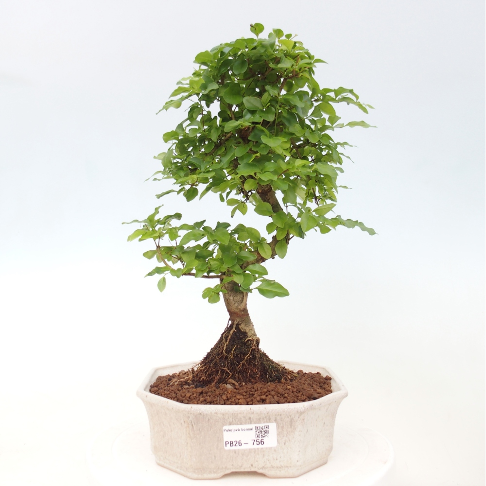 Camera bonsai -Ligustrum chinensis - Becco d'uccello