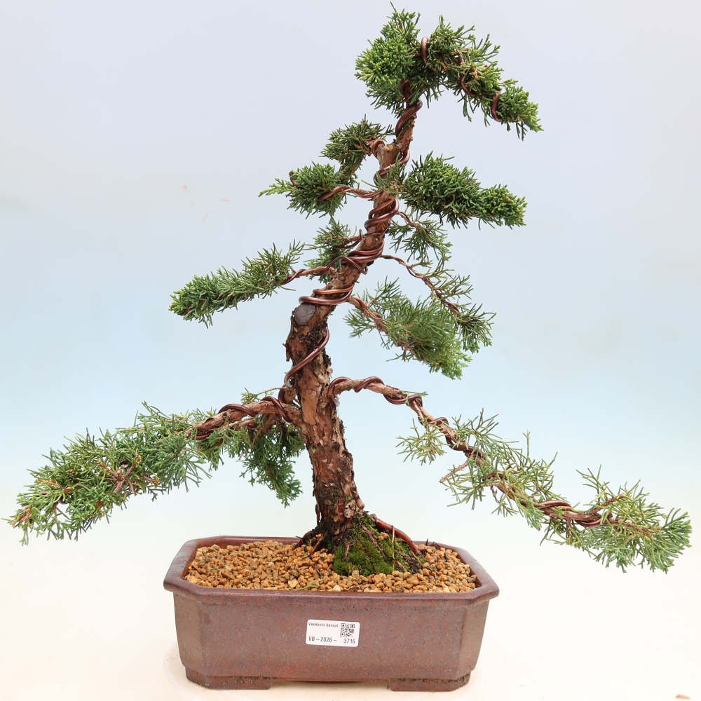 Bonsai da esterno - Juniperus chinensis Kishu