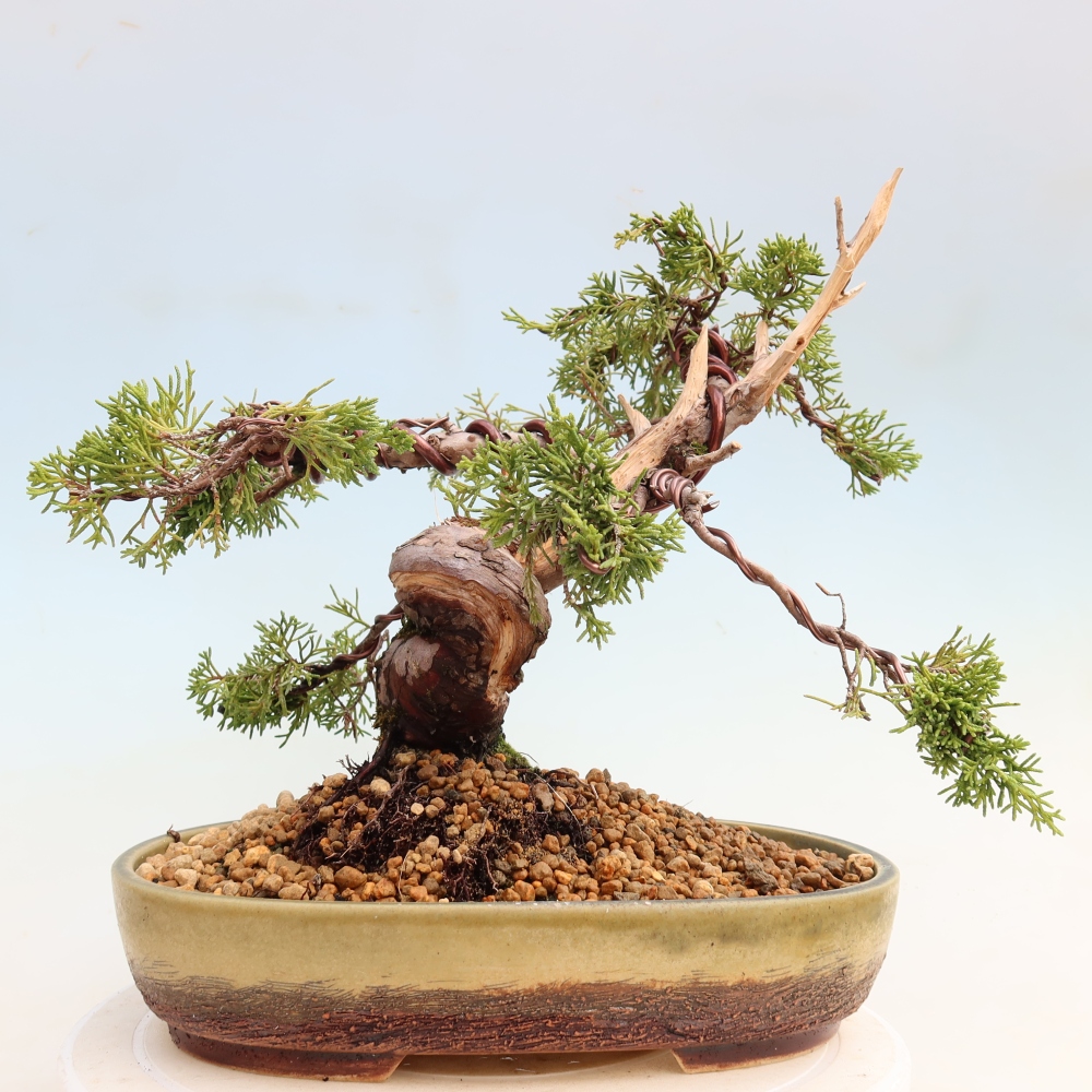 Bonsai da esterno - Juniperus chinensis Itoigawa-Juniperus chinensis