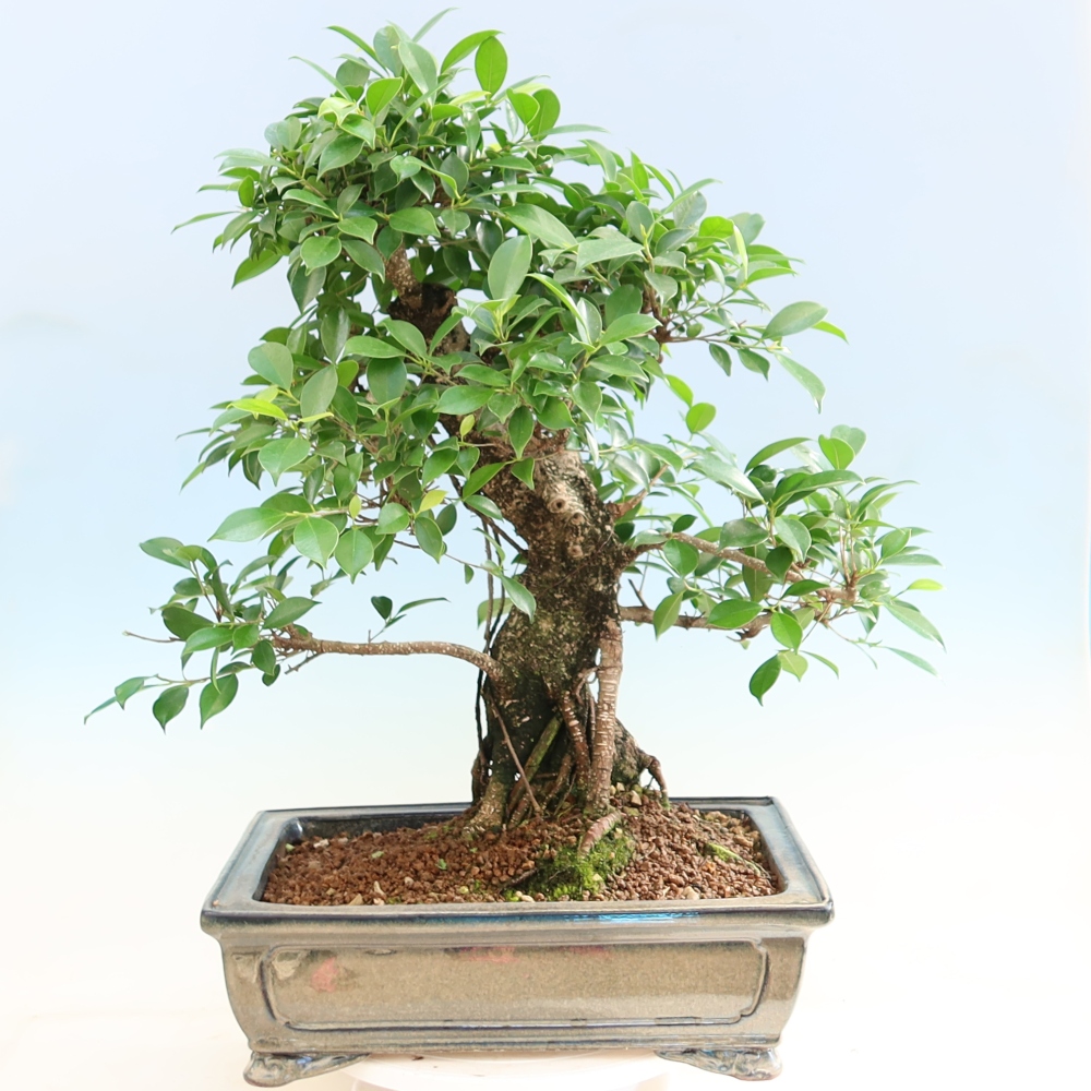 Camera bonsai - Ficus kimmen - ficus a foglie piccole