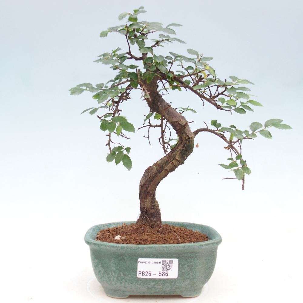 Camera bonsai - Ulmus parvifolia - Olmo a foglie piccole