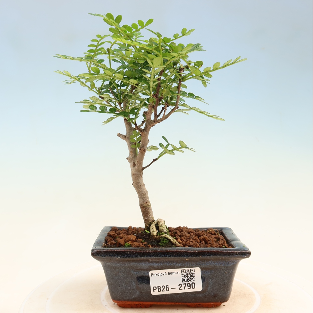 Camera bonsai - Zantoxylum piperitum - albero del pepe