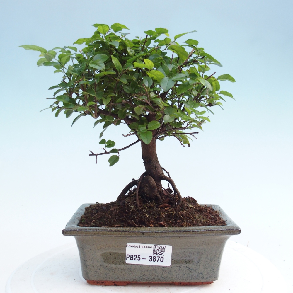 Camera bonsai - Sageretia thea - Sageretia thea